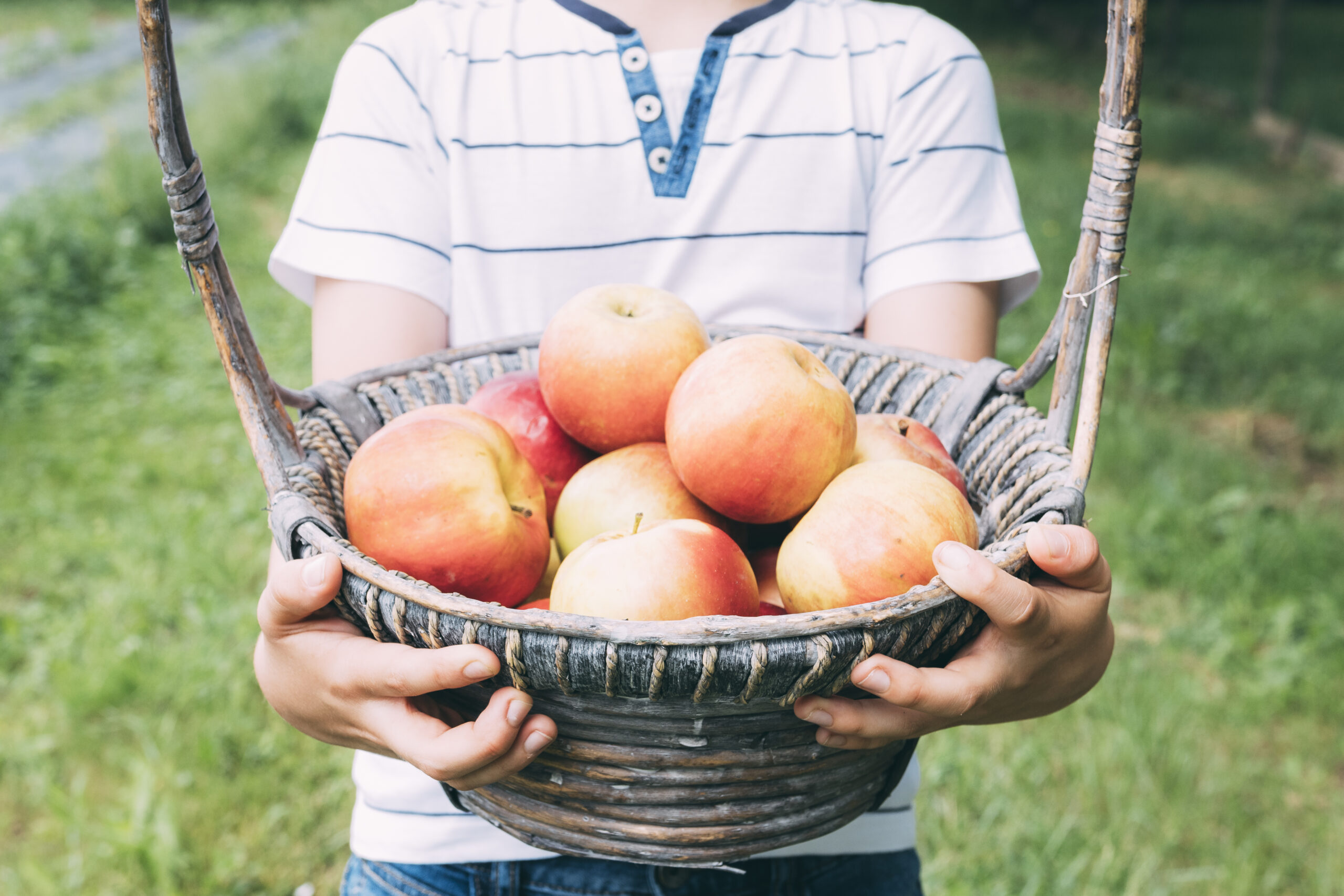 chico-cultivo-cesta-manzanas