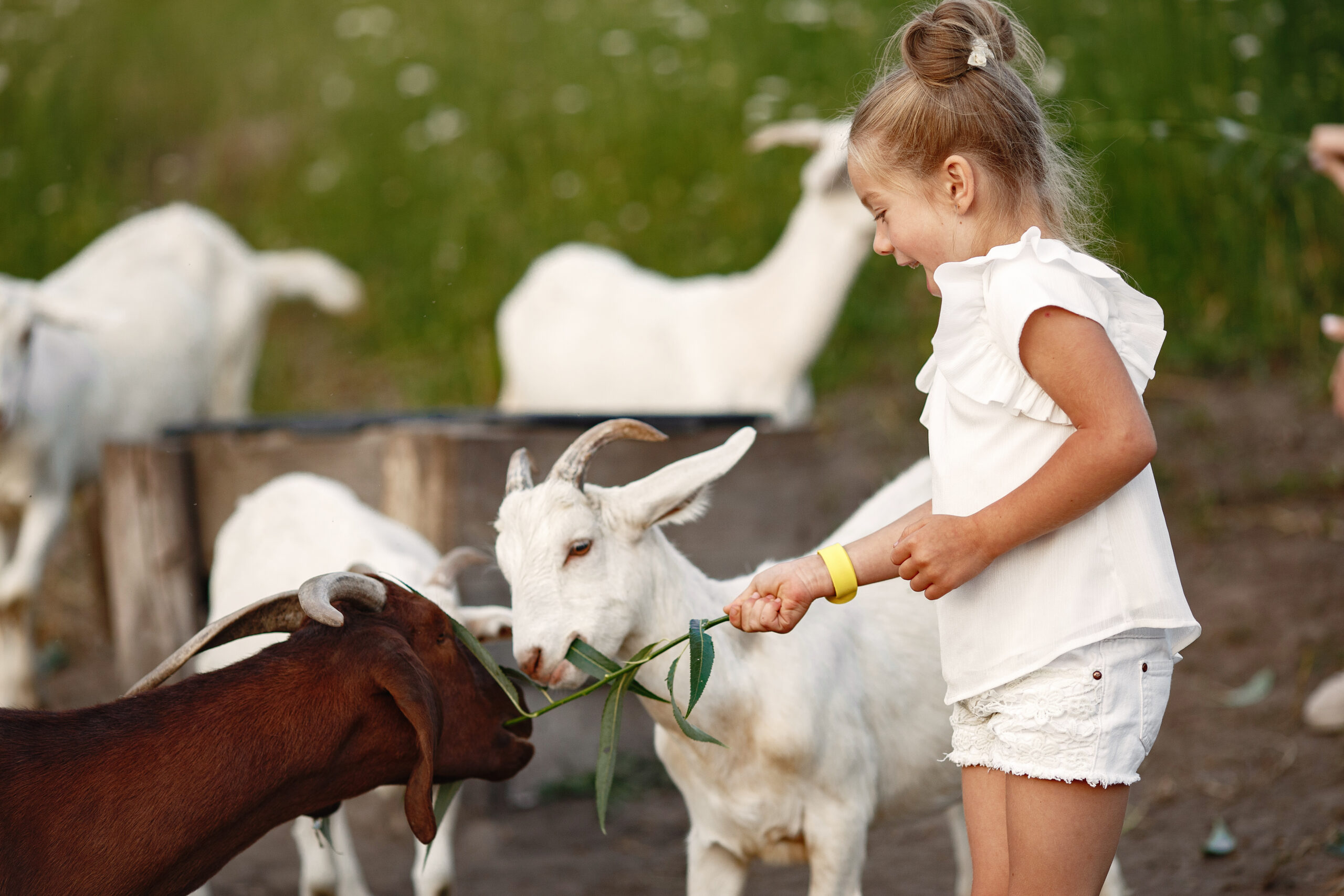 Girl feeds the goat with grass in nature.